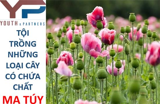 TỘI TRỒNG NHỮNG LOẠI CÂY CÓ CHỨA CHẤT MA TÚY